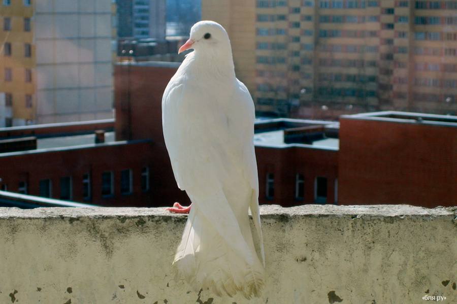 Белый голубь прилетел во двор. Секта белые Голуб. К чему прилетает голубь во дворе частного дома.
